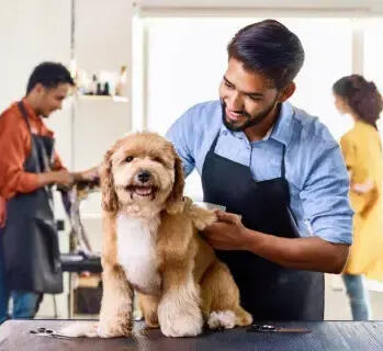 Pet Groomer